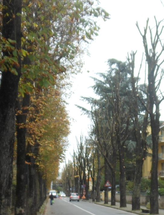 Potature tigli in Monticelli terme 2013