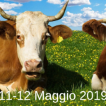 Fiera di Maggio a Basilicanova 2019