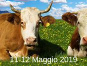 Fiera di Maggio a Basilicanova 2019