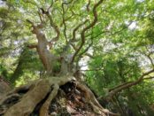 Giant Trees Foundation Votate per il Platano di Curinga 2021